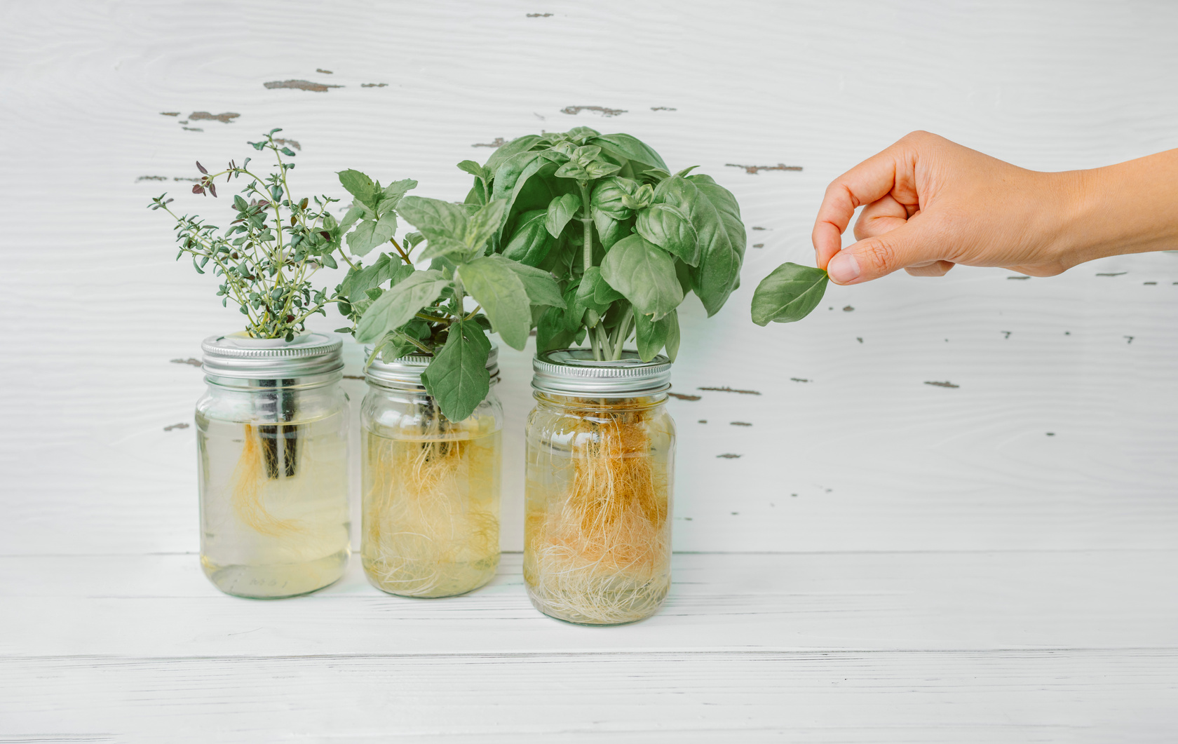 Herb Harvest at Home While Cooking. Woman Picking Fresh Basil Leaf from Growing Herbs Plants in Hydroponic Kratky Jars System. Edible Plant Leaves. Basil, Mint, Thyme